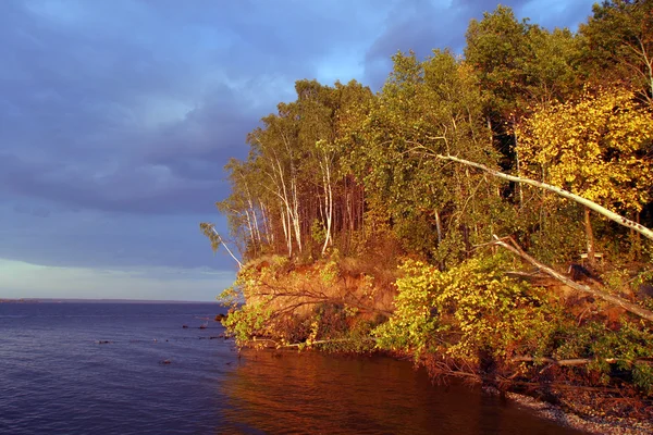 Beautiful autumn forest — Stock Photo, Image