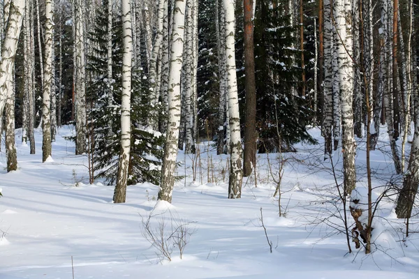 Promenade Travers Les Beaux Endroits Givré Hiver Russe — Photo