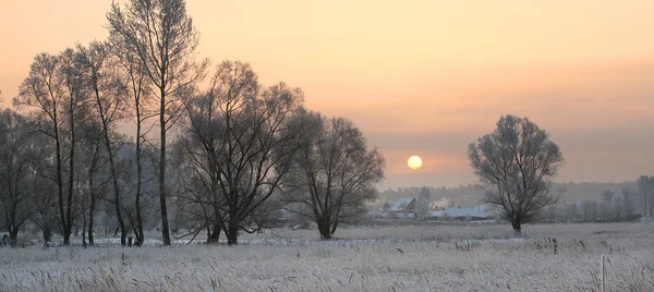 Lever Soleil Matin Hiver Givré Dans Les Prairies — Photo