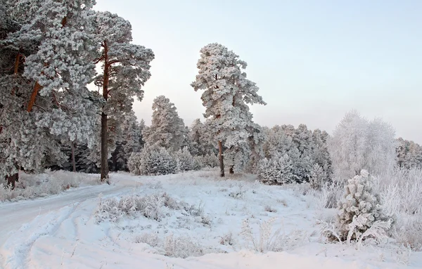 Caminhar Floresta Inverno Depois Uma Queda Neve — Fotografia de Stock