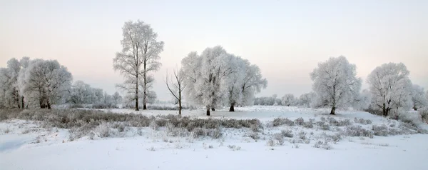 Lever Soleil Matin Hiver Givré Dans Les Prairies — Photo