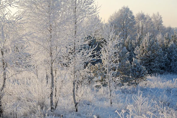 雪が降った後冬の森の中を歩く — ストック写真