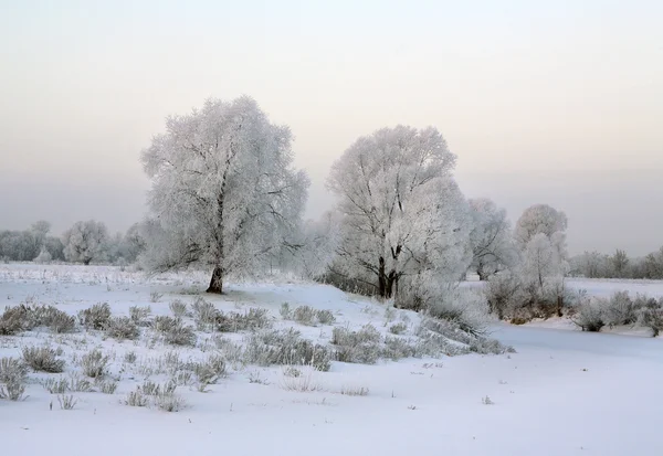Sunrise Frostig Vintermorgon Ängarna — Stockfoto