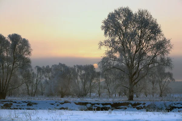 Рассвет Морозное Зимнее Утро Лугах — стоковое фото