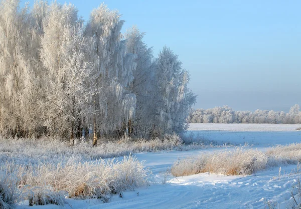 Alba Gelida Mattina Inverno Nei Prati — Foto Stock