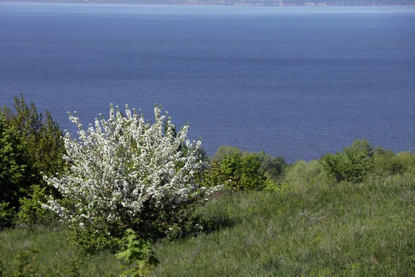 Pommiers Fleurs Printanières Sur Rive Rivière — Photo