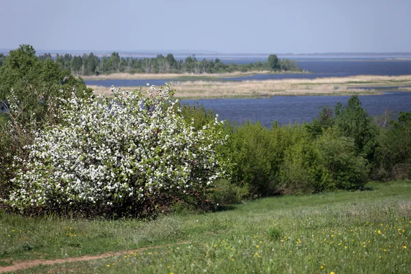 Spring Flowering Apple Trees River Bank — Stock Photo, Image