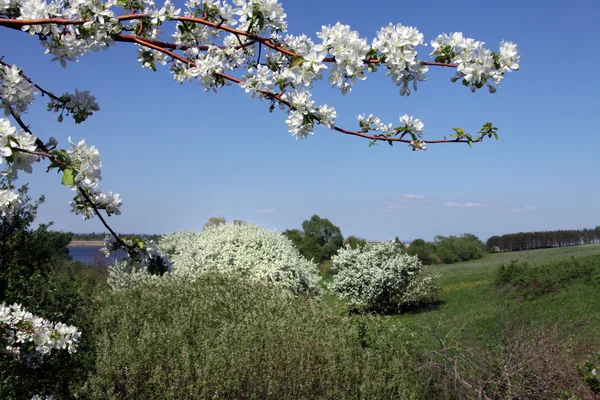 Blooming apple trees — Stock Photo, Image