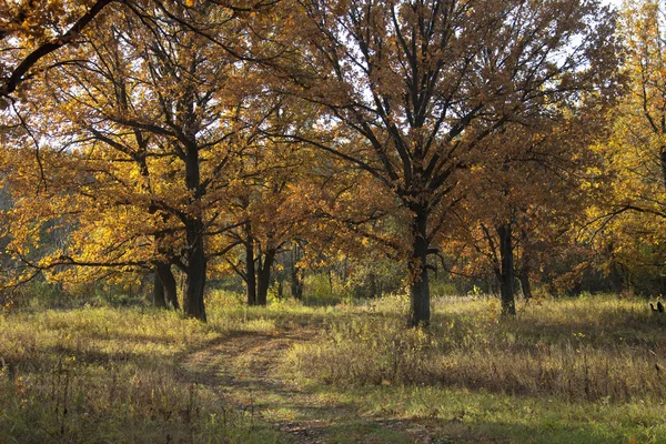 Goldener Herbst im Wald — Stockfoto