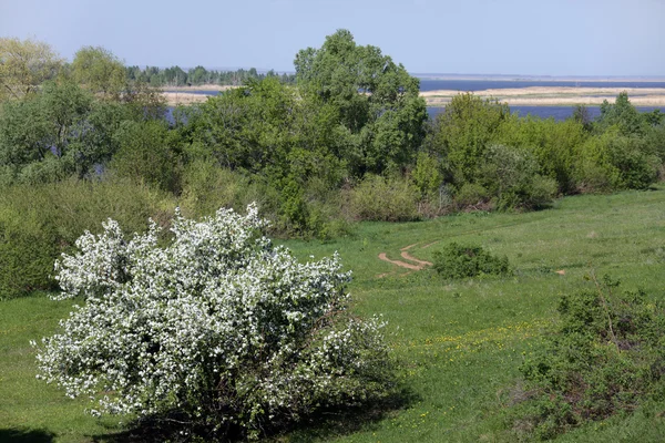 Spring Flowering Apple Trees River Bank — Stock Photo, Image