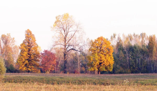 Осень в дубовой роще — стоковое фото