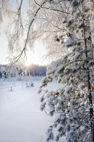 Gelida Mattina Inverno Bosco Intonacato Rime — Foto Stock