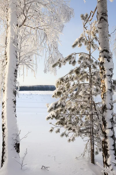 Paesaggio invernale con rime — Foto Stock