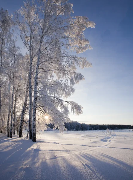 Gelida Mattina Inverno Bosco Intonacato Rime — Foto Stock