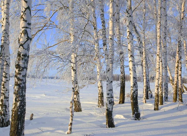 Морозное Зимнее Утро Лесу Оштукатуренном Римом — стоковое фото