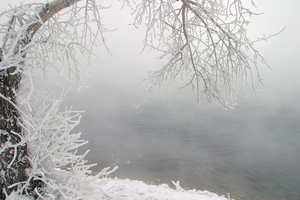 Paesaggio Invernale Fitta Nebbia Sul Ghiaccio Del Fiume Alberi Ricoperti — Foto Stock