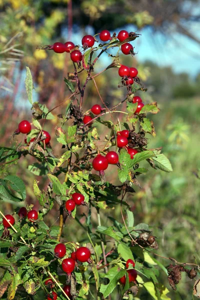 Ripe berries rose hips — Stock Photo, Image