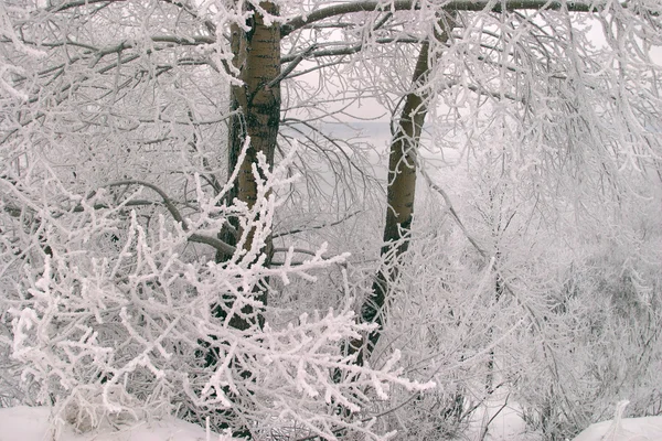 Winterlandschaft Mit Dichtem Nebel Auf Dem Flusseis Und Eisbedeckten Bäumen — Stockfoto