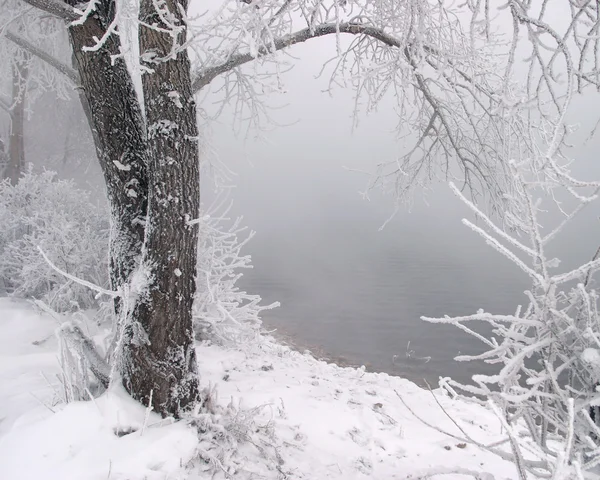 Paesaggio Invernale Fitta Nebbia Sul Ghiaccio Del Fiume Alberi Ricoperti — Foto Stock