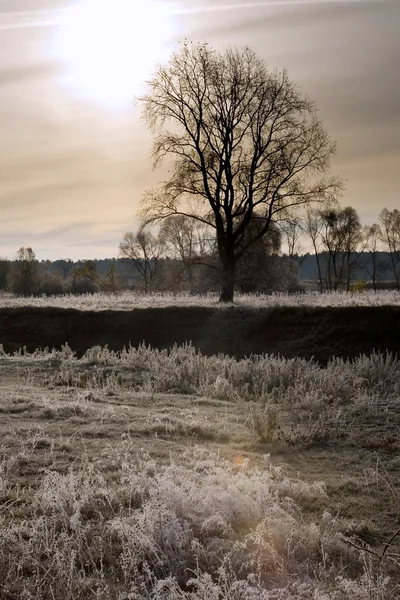 Scenic Autumn Landscape Oak Grove Yellowed Leaves Frost Grass Cold — Stock Photo, Image