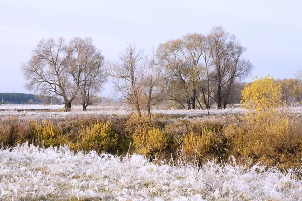 Grove in autunno — Foto Stock