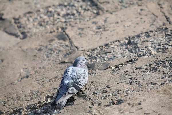 Close One Gray Pigeon Sitting Concrete Slab — Stock Photo, Image