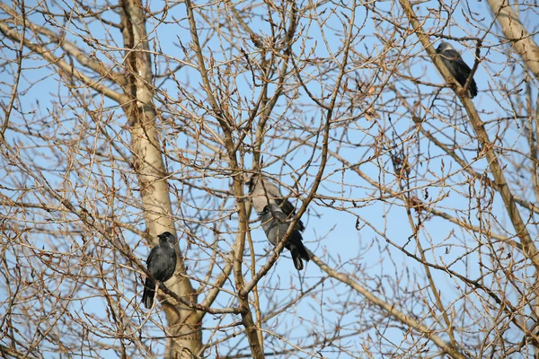 Közeli Jackdaws Varjak Ágak Levelek Nélkül Őszi Délután Égen Háttér — Stock Fotó