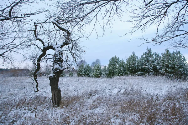 Paisagem Inverno Primeira Neve Campo Perto Floresta Dia Nublado — Fotografia de Stock