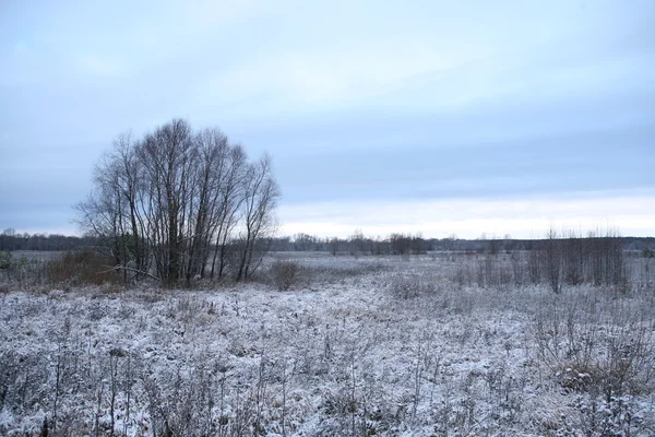 Paesaggio Invernale Prima Neve Campo Vicino Foresta Una Giornata Nuvolosa — Foto Stock