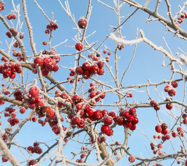 Close Rowan Berries Frost Branch Blue Sky Winter — Stock Photo, Image
