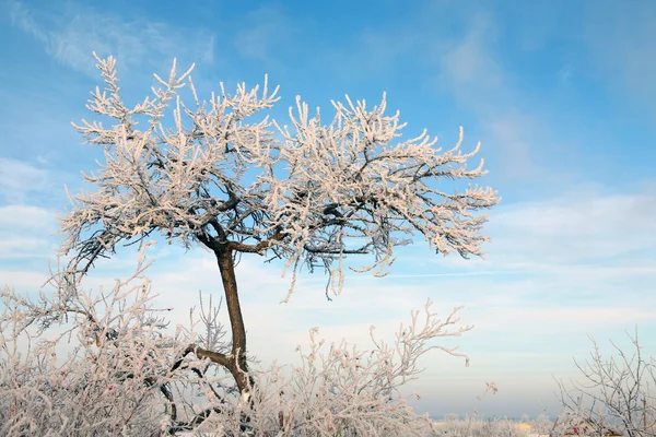 Märchenhafte Winterlandschaft Flauschiger Frost Auf Den Bäumen Und Gras Flussufer — Stockfoto