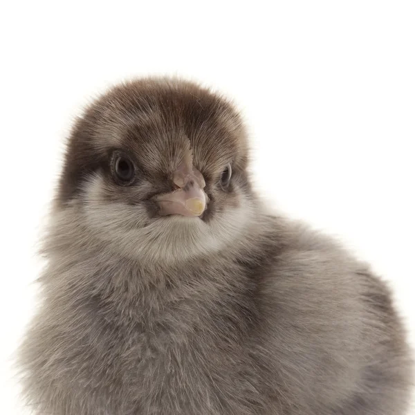 Små fluffiga kycklingar — Stockfoto