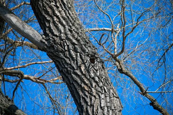 Ветви Дерева Листьев Ранней Весной Против Ярко Голубого Неба Тряски — стоковое фото