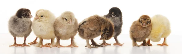 Små fluffiga kycklingar — Stockfoto
