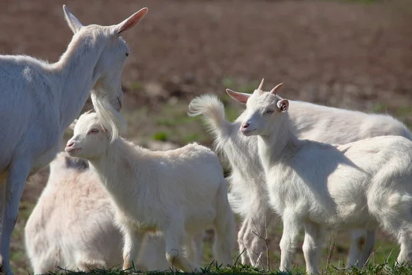 Chèvre blanche avec enfants — Photo