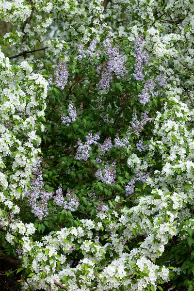 Gros Plan Des Branches Florales Pomme Lilas Jour Ensoleillé Printemps — Photo