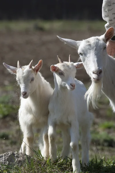 Chèvre blanche avec enfants — Photo