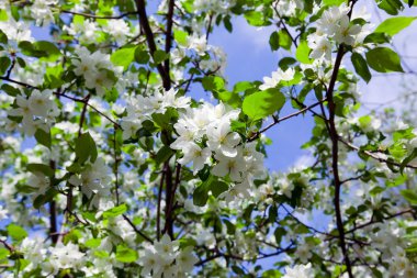 Aydınlık, güneşli bahar gününde elmanın çiçek açan dallarının yakın çekimi