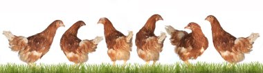 chicken-laying hens