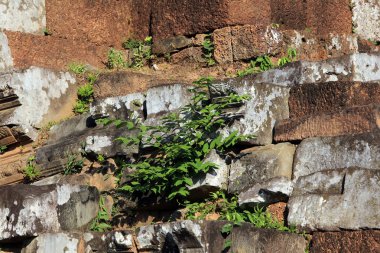 Makro doku doğal ışık antik taş