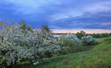 Günbatımında nehir kıyısında çiçek açan elma ağaçları.