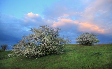Günbatımında nehir kıyısında çiçek açan elma ağaçları.