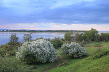 nehir kıyısında çiçek açması elma ağacı