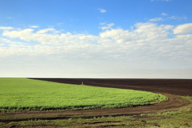 güneşli bir günde zaman dikim, bahar manzara büyük alanlar