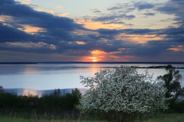 Günbatımında nehir kıyısında çiçek açan elma ağaçları.