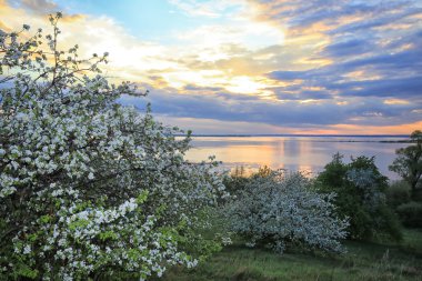 nehir kıyısında çiçek açması elma ağacı