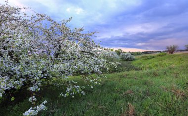 Günbatımında nehir kıyısında çiçek açan elma ağaçları.