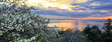 nehir kıyısında çiçek açması elma ağacı