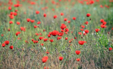 Haşhaş çiçekleri alan, sabah erkenden yakın çekim