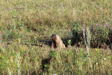 Chatyr-Tau, Tataristan, Rusya 'da yaz mevsiminde dağ sıçanı.